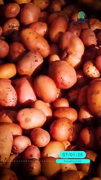 🌱 Innovación contra el calor: Papas resistentes y productivas 🥔
