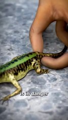 Can Lizards Really Detach Their Tails 🤔