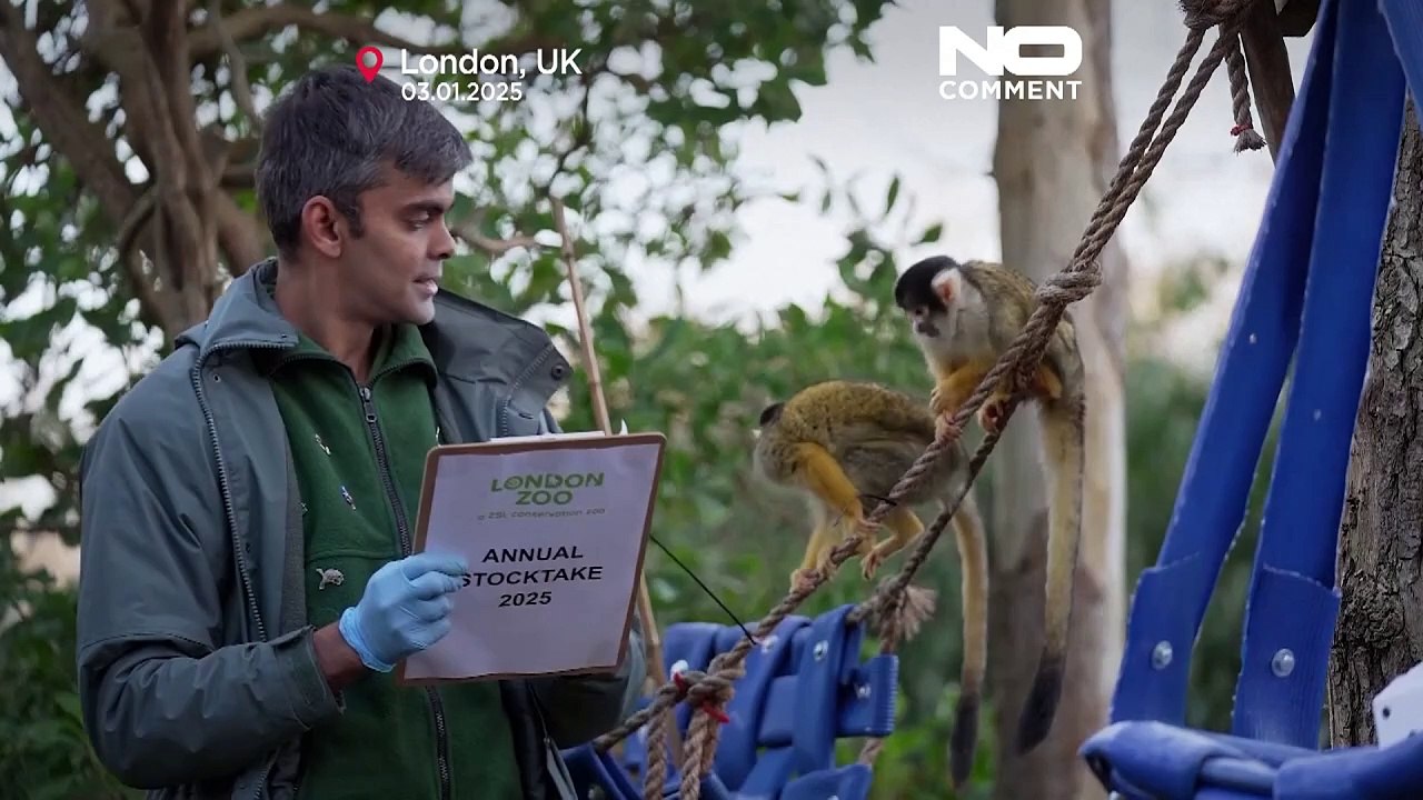 NO COMMENT: ¡Desfilando! Recuento de animales en el Zoo de Londres