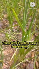 পেঁয়াজ কলির উপকারিতা সম্পর্কে বিস্তারিত আলোচনা