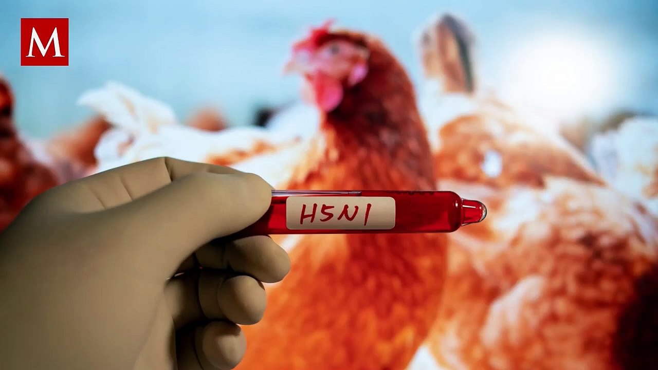 ¿Hay peligro de una pandemia de gripe aviar o enfermedades respiratorias de China? OMS responde