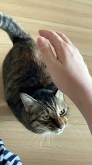 Paw & Hand #funny cats