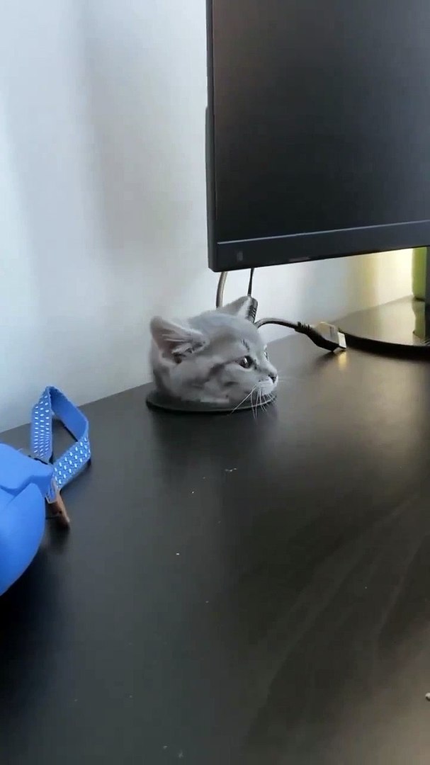 ⁣funny cats #cute cats