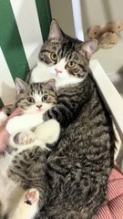 Funny cats ( big and small paws )
