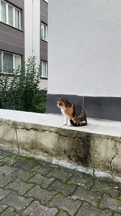Calico Cat Sitting on Urban Wall Outdoors