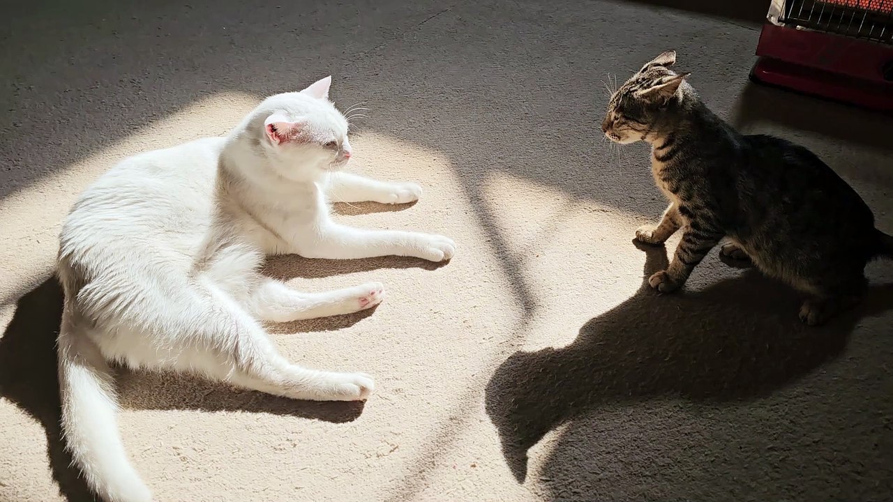 Playful Cats in Sunlit Living Room Scene