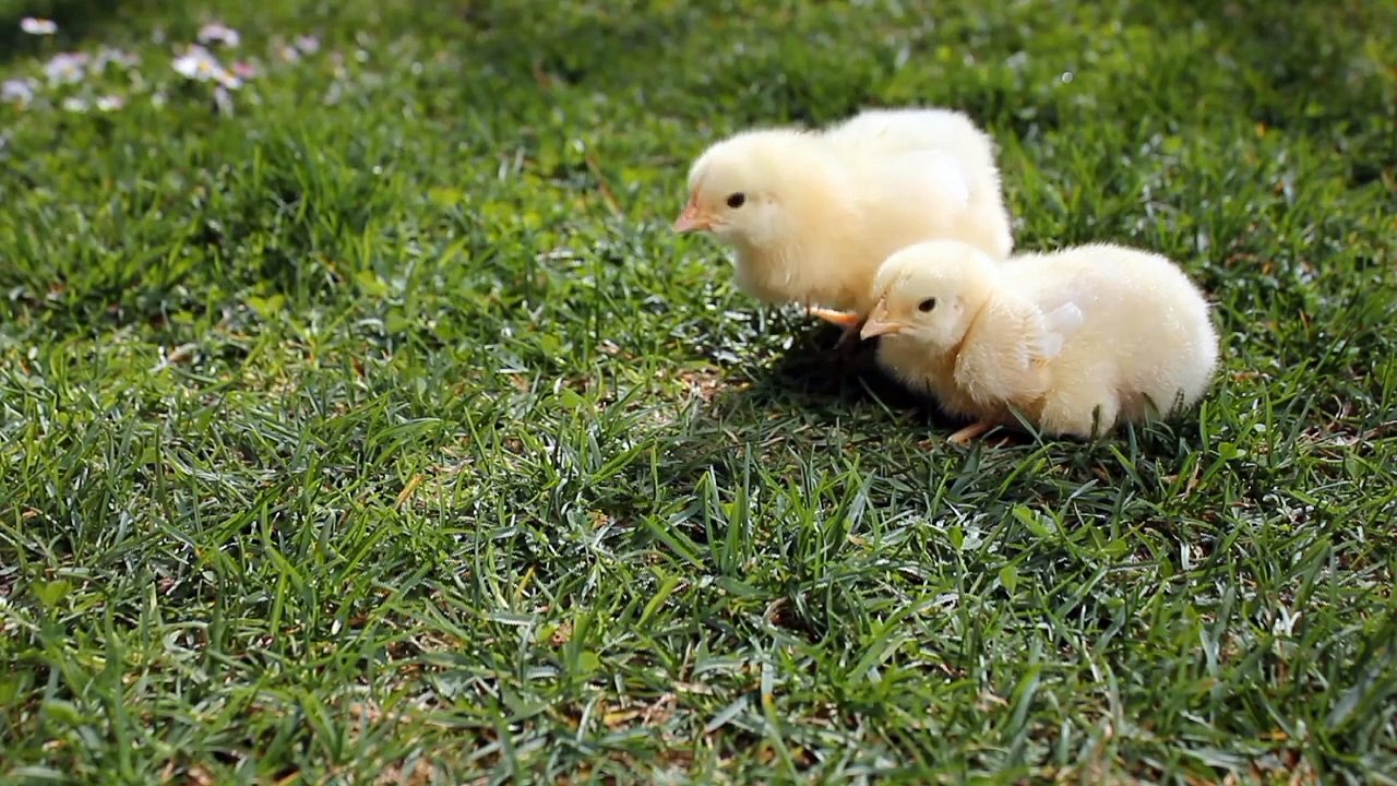 baby chickens beautiful babies beautiful beautiful little baby chickens beautiful