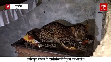 बिहार में तेंदुआ का आतंक, 4 लोगों को किया लहूलूहान, अब तक नहीं पकड़ सका वन विभाग