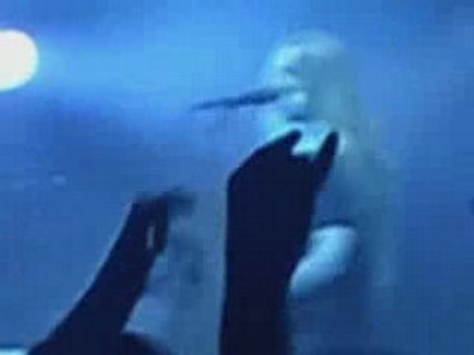 04 The Siren Nightwish