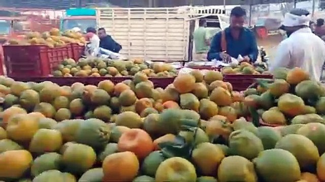 #today 8 January 2025 #update | Amravati, Rajasthan & Nagpur No.1 Orange | Orange Market Updates