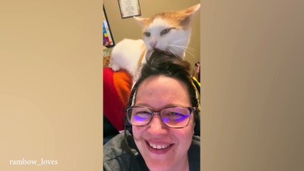 When a cat loves you more than you love yourself ❤️ Funny Cats and Humans