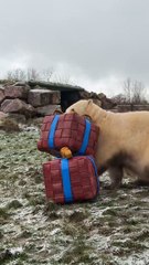 La tierna reacción de este oso polar cuando le dan sus regalos de Navidad