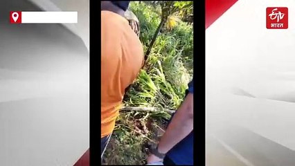 युवक ने तेंदुए की पूंछ पकड़कर पिंजरे में डाला, देखें वीडियो