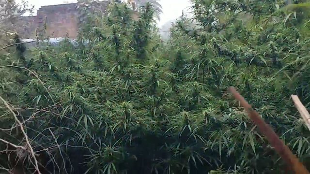शराबबंदी के बाद लोग कर रहे बडे पैमाने पर गांजे की खेती, खेतों मे राहड की फसल के बीच कर रहे है गांजे की खेती,पुलिस बेखबर