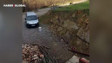 Uzun zamandır göremediği yavrusunu görünce koşa koşa yanına gelen inek sosyal medyada gündem oldu
