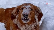 Golden retriever odkrywa śnieg. Jego radość jest zaraźliwa (video)