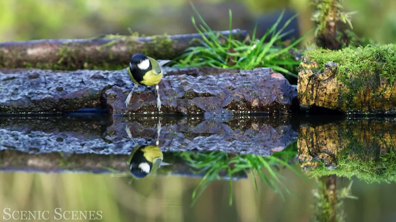 The Most BEAUTIFUL Animals Video You’ll Ever See In 4K HDR 60 FPS