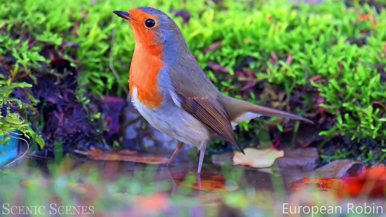 The Most CUTE Birds You'll Ever See In 4K - Birds Sound in the Forest ｜ Scenic Relaxation Film