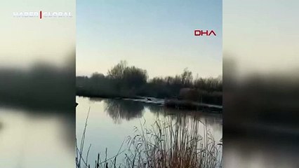 Kızılırmak Nehri kıyısına inen kurt kameralara takıldı