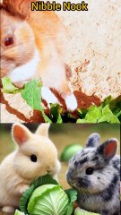 AMIZING animals 😱