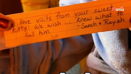 Son chat revient chez elle avec une note accrochée au collier : elle lit le contenu avec amusement (vidéo)