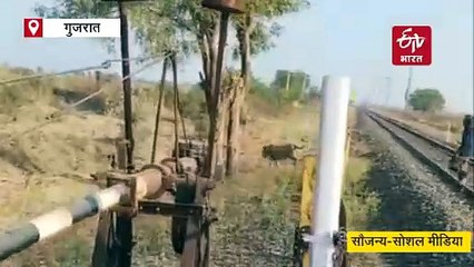 शेर को रेलवे ट्रैक से बीटगार्ड ने गाय की तरह डंडे से खदेड़ा, सामने आया वीडियो