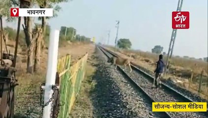 शेर को रेलवे ट्रैक से बीटगार्ड ने गाय की तरह डंडे से खदेड़ा, सामने आया वीडियो