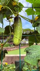 How to grow Ridge gourd vegetable in the field