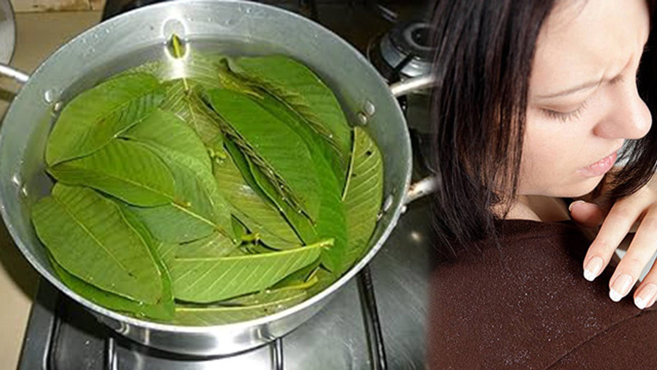 Benefits of Boiled Guava Leaves Water:अमरूद के उबले पत्तों के पानी से 1 ...