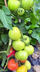 How to grow tomatoes in the field