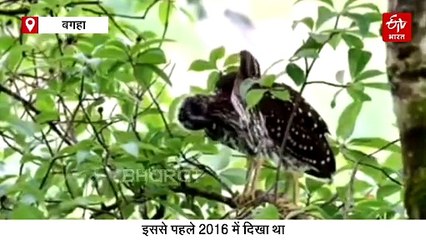 बिहार में 8 साल बाद दिखे 'मायावी पक्षी', दिनभर सोना और रात के अंधेरे में करते हैं शिकार का काम तमाम