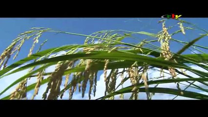 Centre technique Agro-alimentaire du Cameroun action sur la riziculture