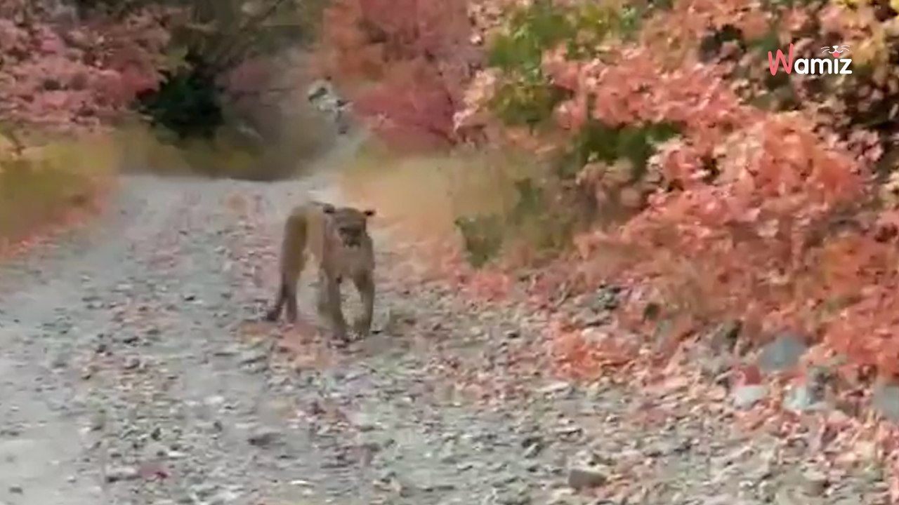 Cree ver un cachorro en el bosque: segundos después teme por su vida - VÍDEO