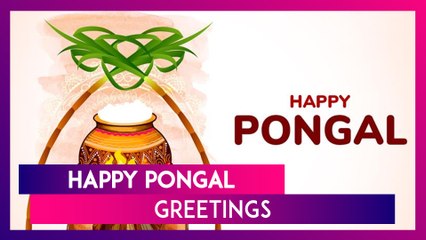 Happy Pongal 2025 Messages, Quotes, Greetings And Wishes To Celebrate The Harvest Festival