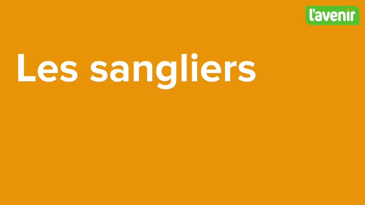 Sangliers Blaton