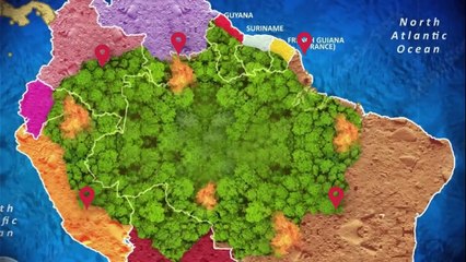 Most Dangerous Animals Of Amazon Rainforest