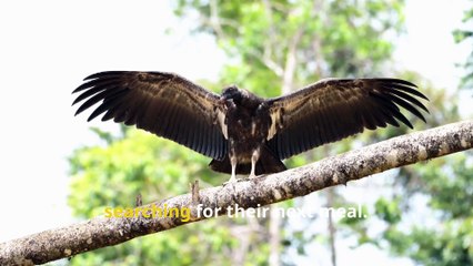 Incredible Vulture Facts, The Secret Heroes of the Sky!