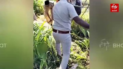 'ഇത്രയും ധൈര്യം ചാൾസ് ശോഭരാജിൽ മാത്രമേ ഞാൻ കണ്ടിട്ടുള്ളൂ'...; പുള്ളിപ്പുലിയെ വാലില്‍ പിടിച്ച് നിര്‍ത്തി യുവാവ്