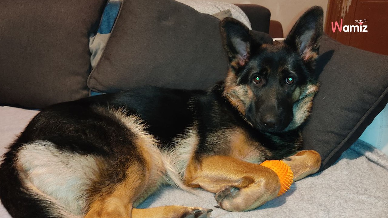 Après un passé de maltraitance, ce jeune chien Berger Allemand espère trouver une famille responsable