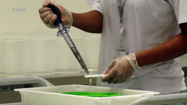 Estudo garante que mosquitos com esperma 'tóxico' podem frear doenças tropicais