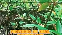 water streams play a crucial role in shaping and nurturing forests