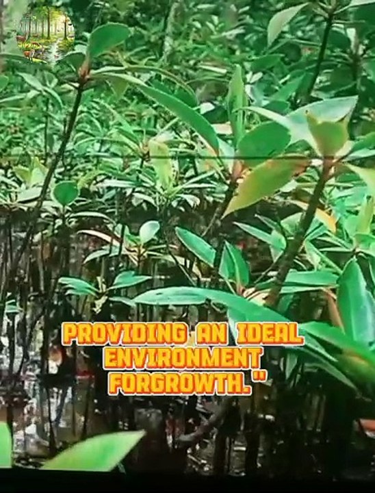 water streams play a crucial role in shaping and nurturing forests