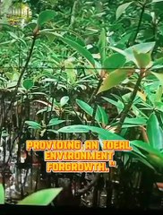 water streams play a crucial role in shaping and nurturing forests