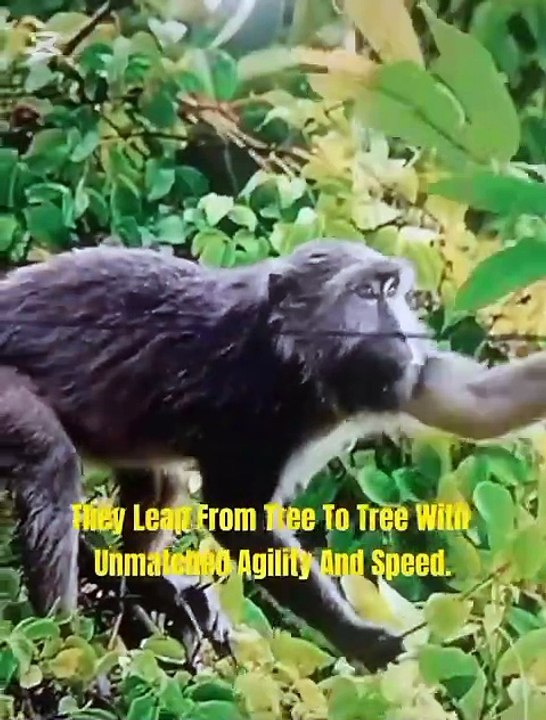 the life of monkey