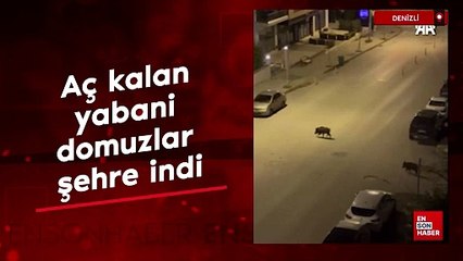 Denizli'de aç kalan yabani domuzlar şehre indi