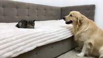 Golden Retriever Can't Contain His Emotions When Meeting A New Kitten!