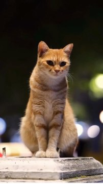 Chypre, l'île aux chats, où près d’un million de félins vivent en liberté, sous le soleil méditerranéen.