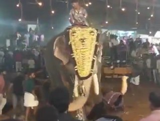 Massenpanik in Indien: Elefant packt Mann und schleudert ihn umher