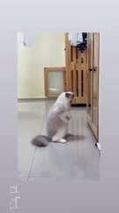 When you're practicing how to scare away bullies
