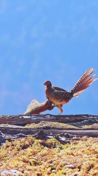 Soothing Video | Relaxation | Beautiful Birds | Colorful Nature | #nature #trending #viral